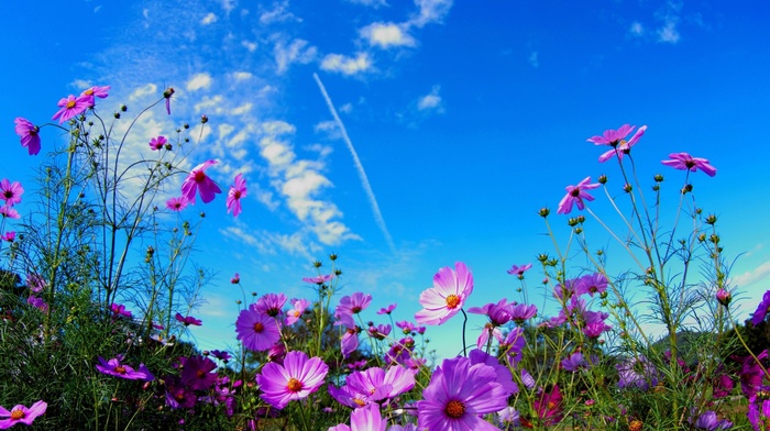 flowers, nature