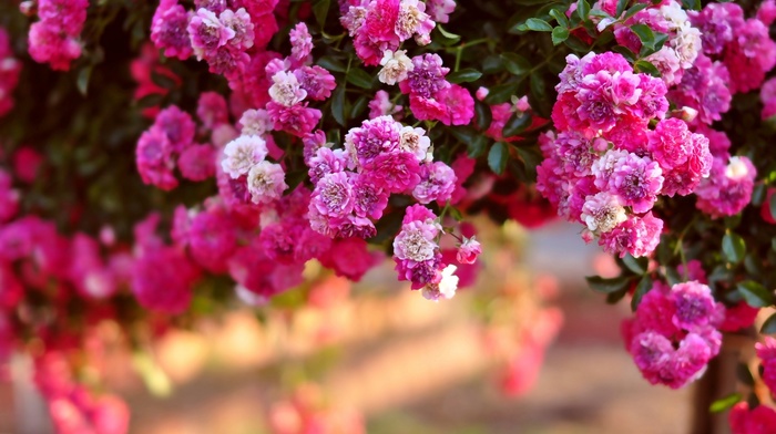 nature, flowers