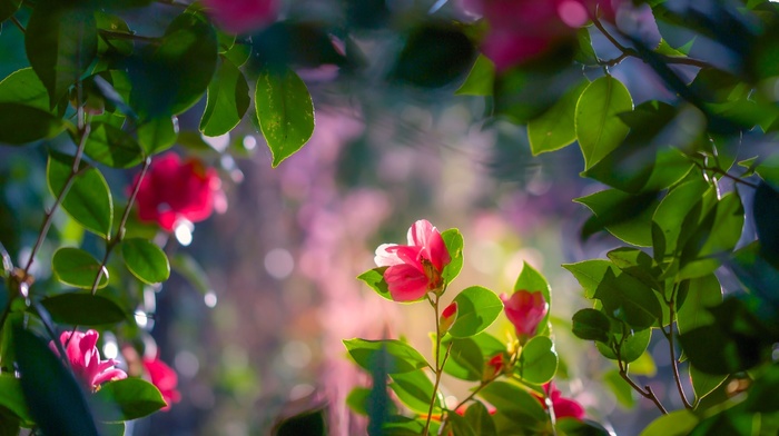 flowers, nature