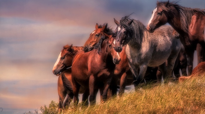 horse, animals, photography