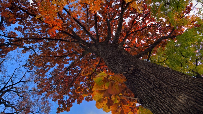 nature, trees