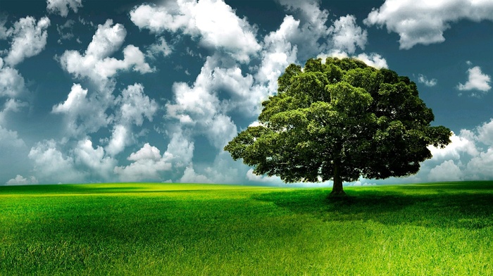 nature, landscape