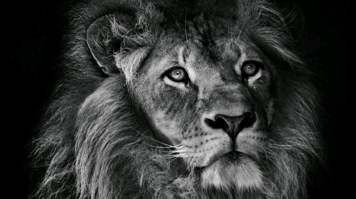photography, animals, lion