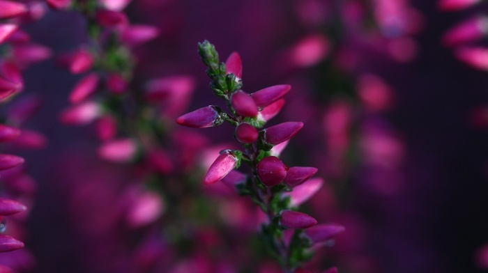 flowers, nature