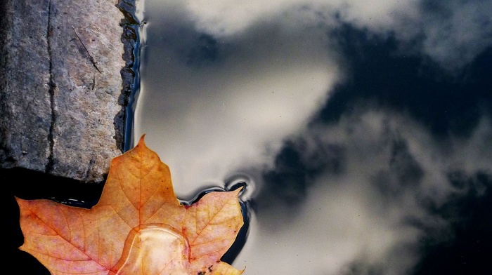 photography, nature