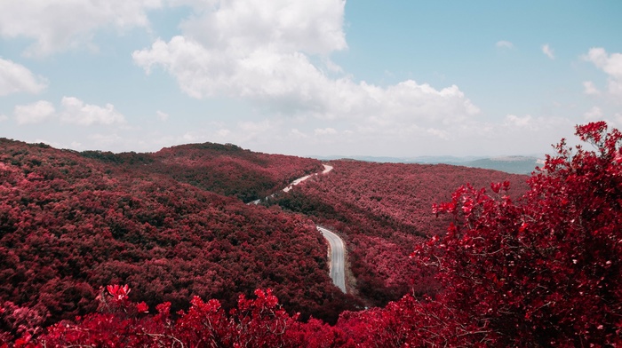 photography, trees, nature