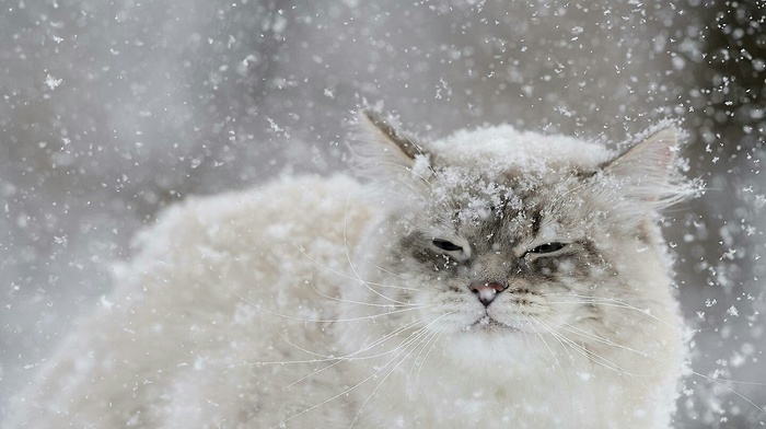 snow flakes, cat