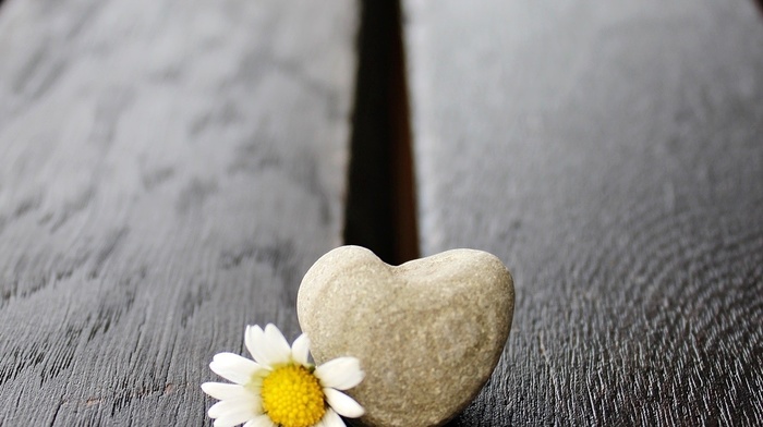 wooden surface, flowers, love, stones, photography, white flowers