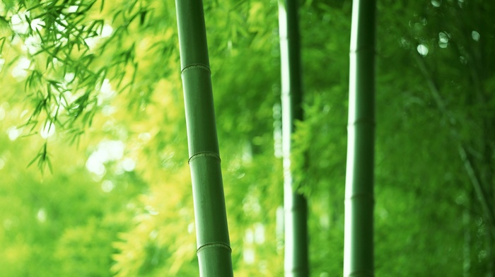 nature, photography, green, plants, trees, bamboo