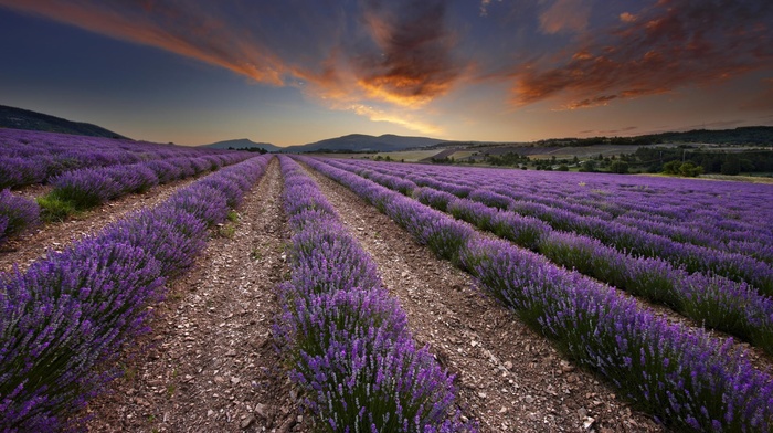 field, photography, nature, lavender, plants, landscape