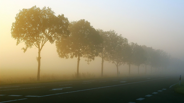 road, nature, plants, mist, landscape, trees, photography