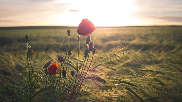 nature, field, flowers