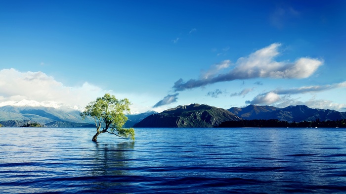 nature, water, trees