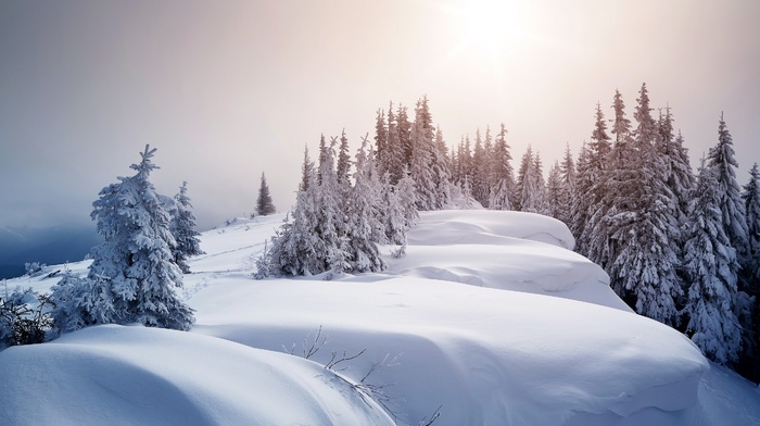 landscape, ice, trees, snow, winter