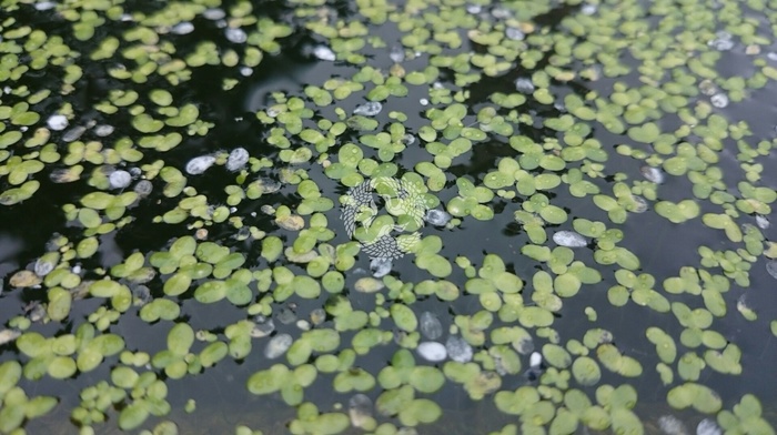 waterplant, water, sea