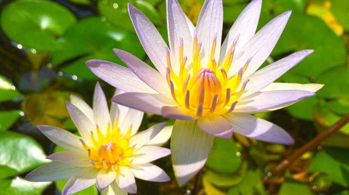 water lilies, leaves, flowers