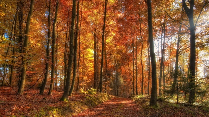trees, orange, sun rays, dirt road, sunlight, nature, fall, landscape, leaves, forest, yellow