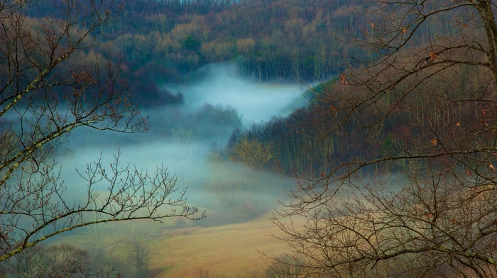 forest, nature, fall, mist, daylight, landscape, trees