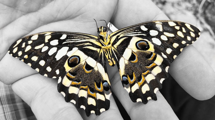 hands, insect, selective coloring, butterfly