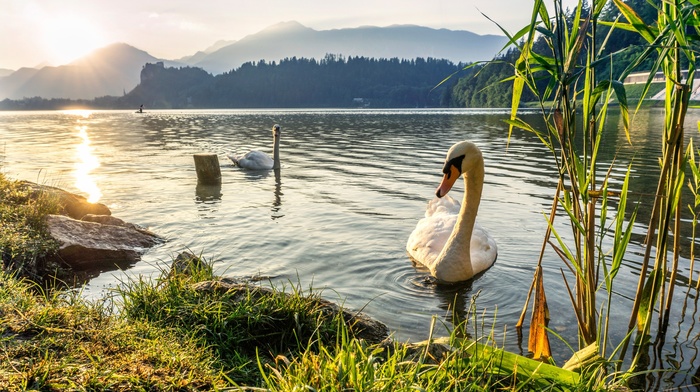 swan, animals, birds, water, nature