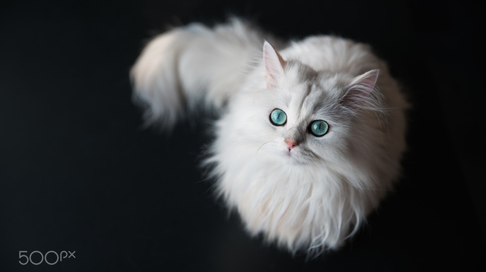 cat, 500px, green eyes, animals, white