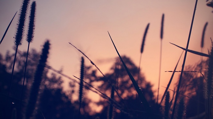 depth of field, trees, plants, nature, photography, sunset
