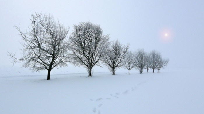 nature, landscape, snow, trees, winter