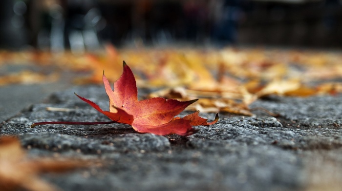 macro, leaves