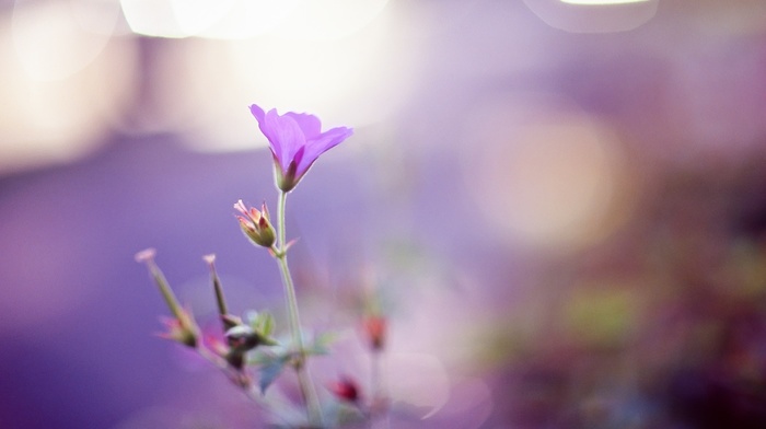 macro, flowers