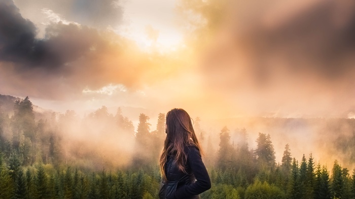 mist, sunset, forest