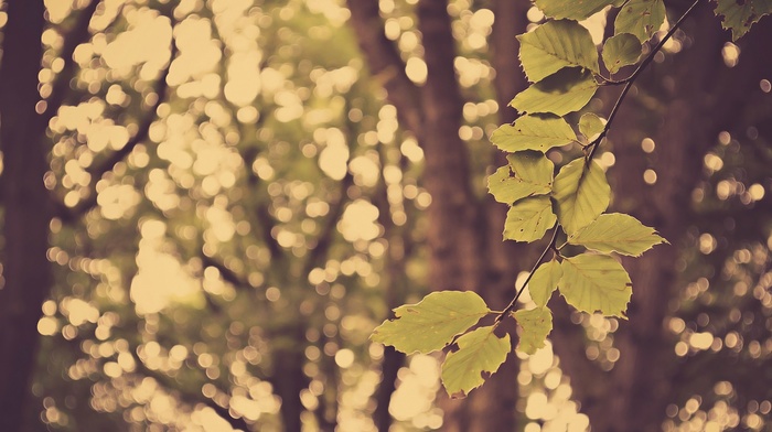 depth of field, leaves, photography, branch, trees, nature