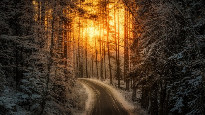 Finland, trees, road, snow, nature, forest, sunlight, winter, landscape