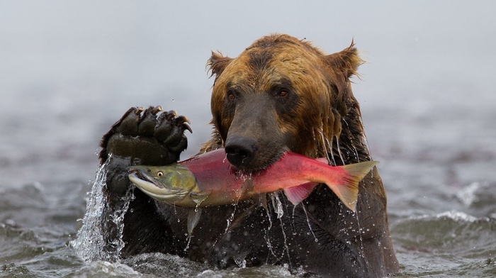 bears, fish, animals