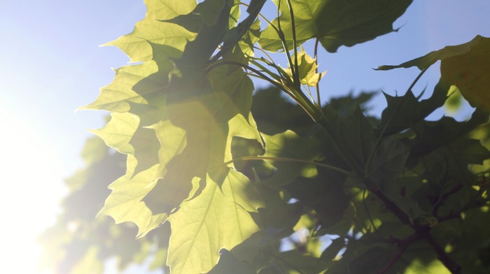 branch, leaves, plants, Sun, photography, nature