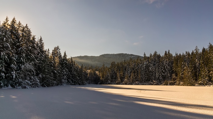 winter, forest