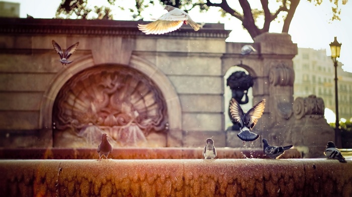birds, fountain, photography, urban, pigeons
