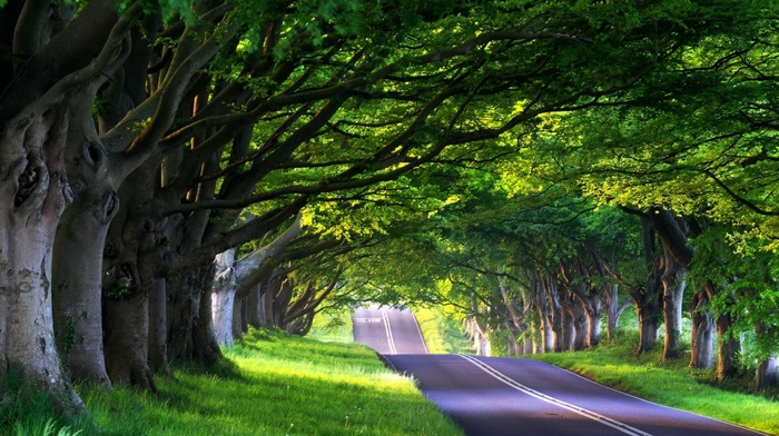 photography, branch, road, nature, trees, grass