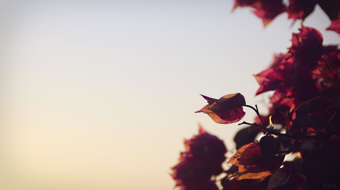 photography, depth of field, flowers, bougainvillea, nature