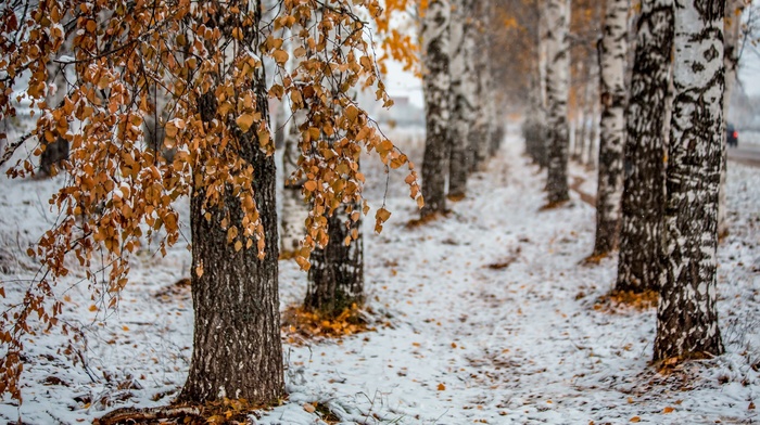 snow, trees