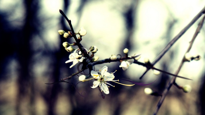 flowers, nature, trees