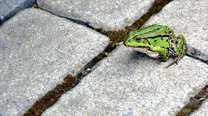 frog, pavements, nature, animals, amphibian