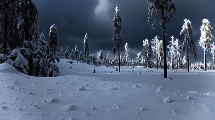 winter, forest, snow, landscape, night