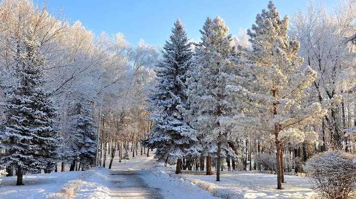 landscape, snow, trees, winter