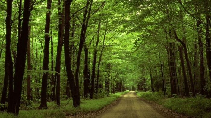 trees, road