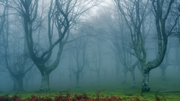 nature, mist, landscape, forest, plants, trees, grass, branch