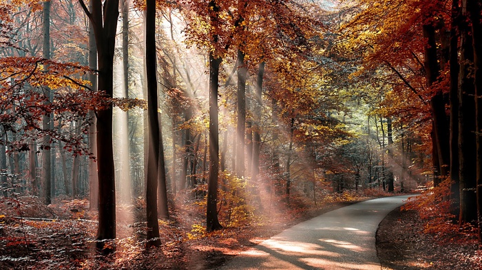 leaves, fall, forest, nature, branch, road, shadow, sun rays, trees, plants, landscape