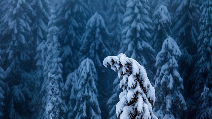 nature, trees, forest, branch, landscape, winter, snow, depth of field, pine trees