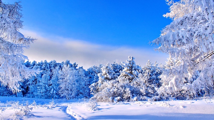 trees, path, nature, landscape, snow, winter
