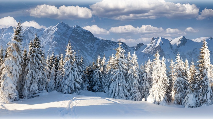 landscape, snow, forest, mountains, nature, trees, winter