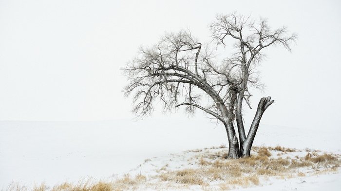 landscape, winter, nature, trees